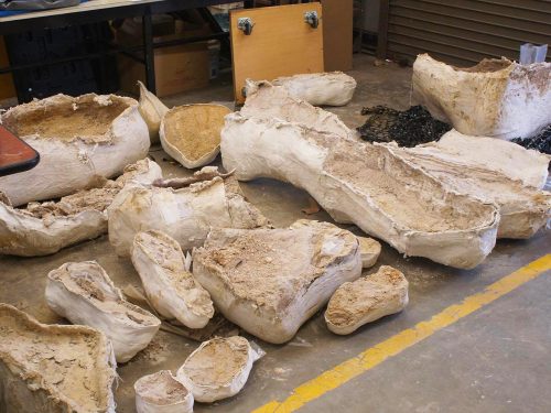 Plaster jackets full of Montbrook fossils piling up in the loading dock