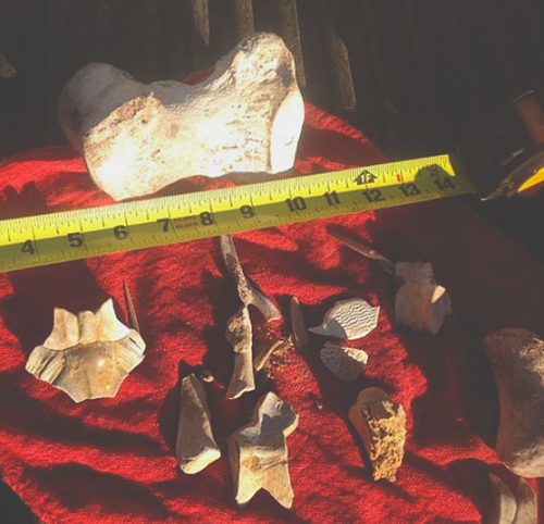 Fossils on bed of truck with red cloth and tape measurer