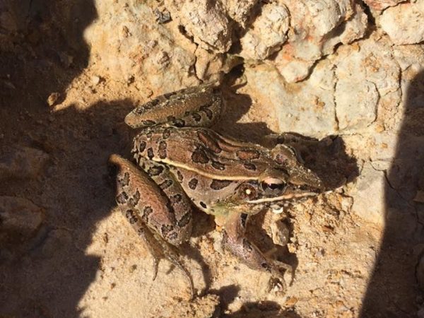 brown frog on site