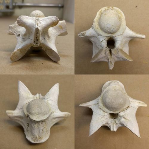 Alligator tail vertebra Alligator tail vertebra