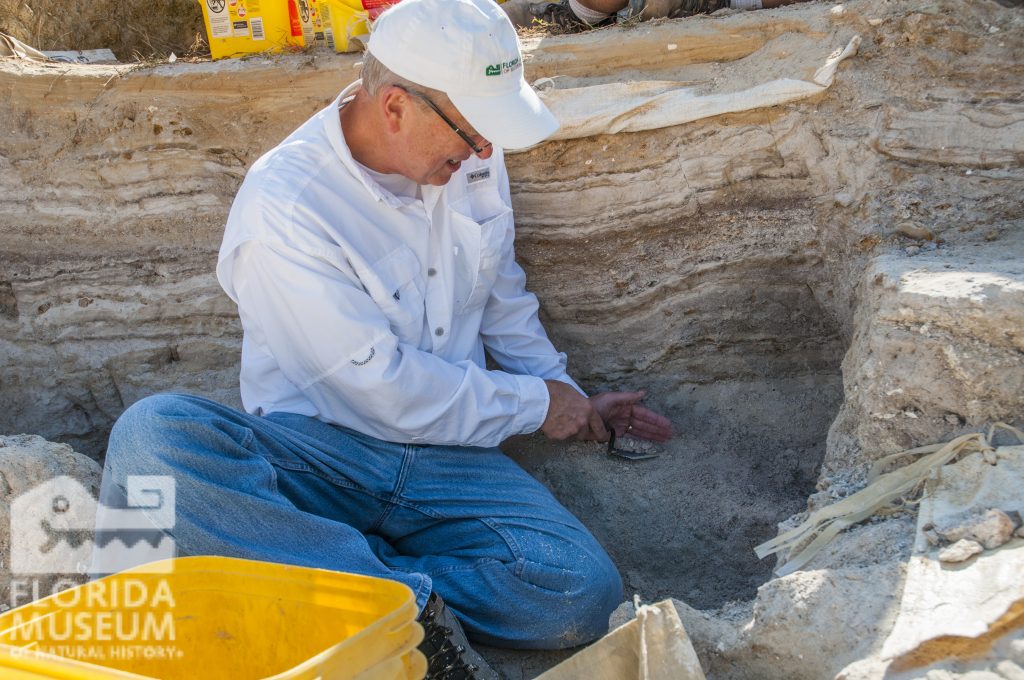 Florida Museum Director, Doug Jones, digging at Montbrook during the GABI-RET Cohort Number 5, Dec. 2016. Florida Museum photo by Jeff Gage.