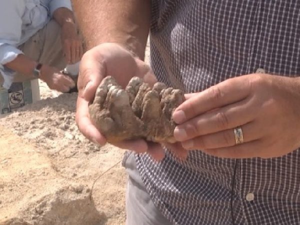 Montbrook fossil discovery