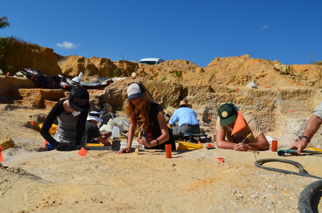 digging at the fossil site