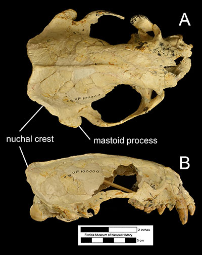Enhydritherium terraenovae skull otter skull