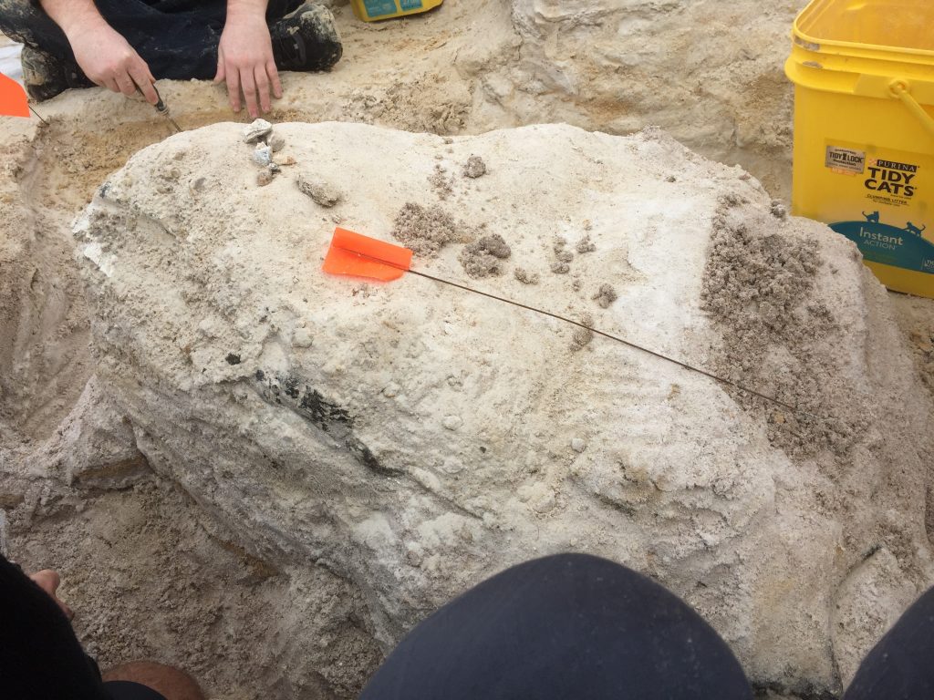 Helping dig around a Gomphothere fossil.