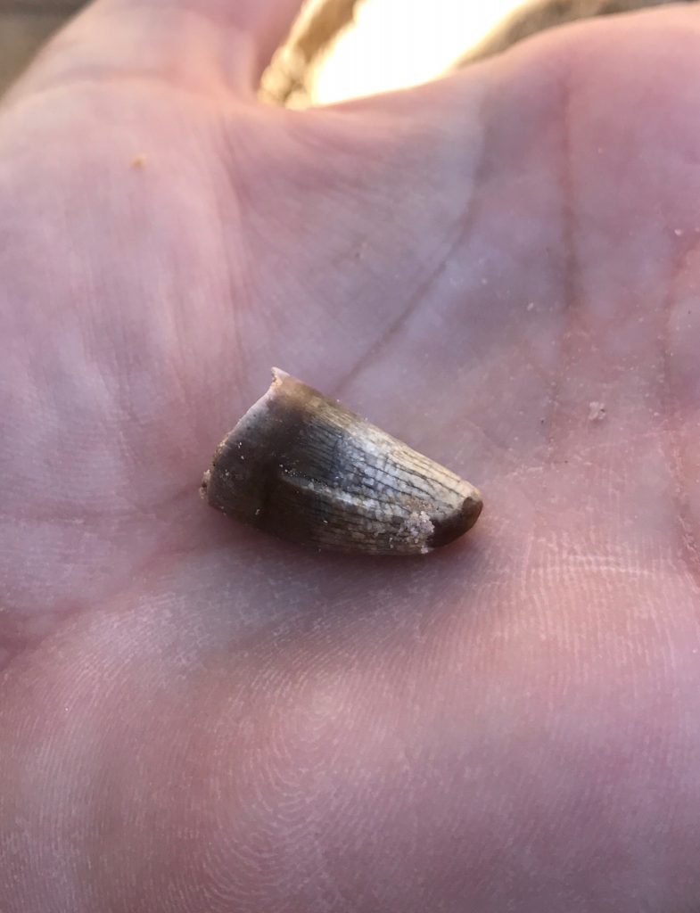 alligator’s tooth