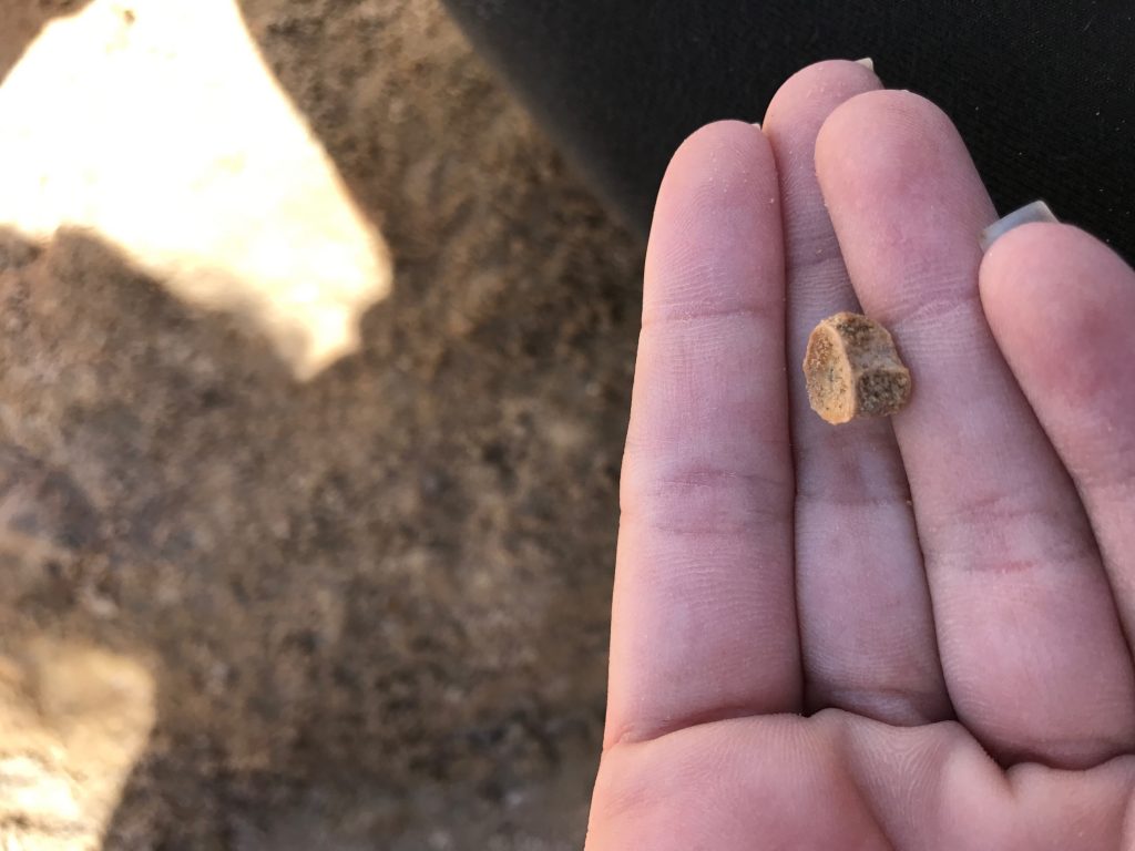 fish vertebra