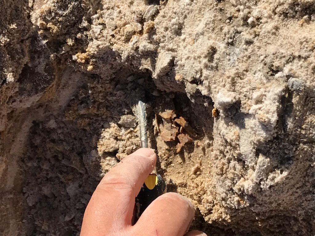 Closer view of the fish skull