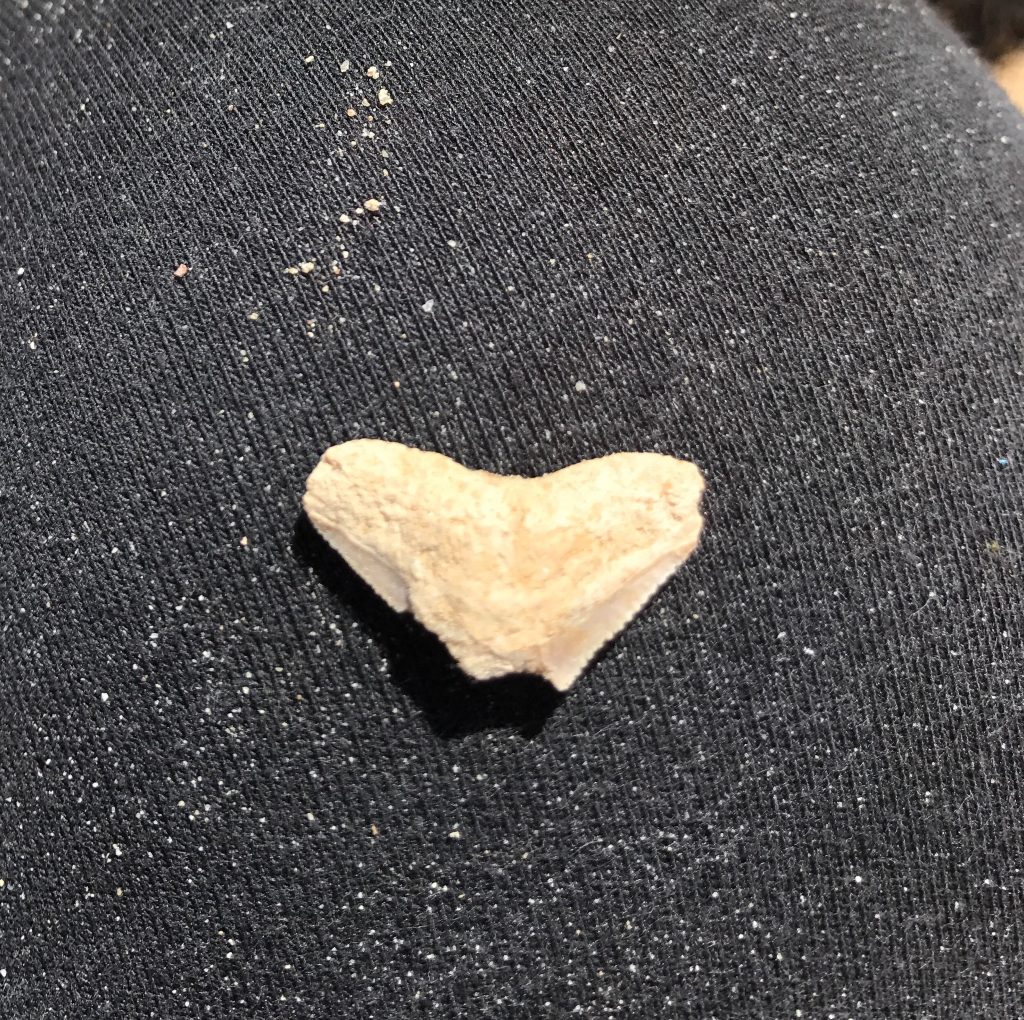 Partial shark tooth