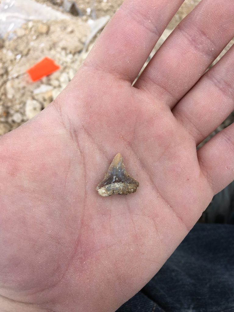 Shark tooth