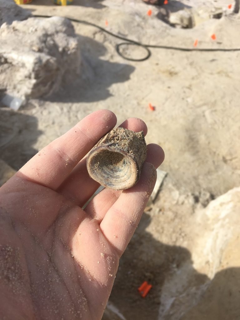 large vertebra from a Black Drum