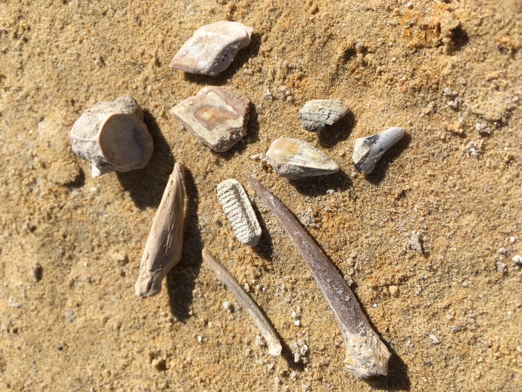 Various fossil finds from the 2a "Turtle Death Layer"