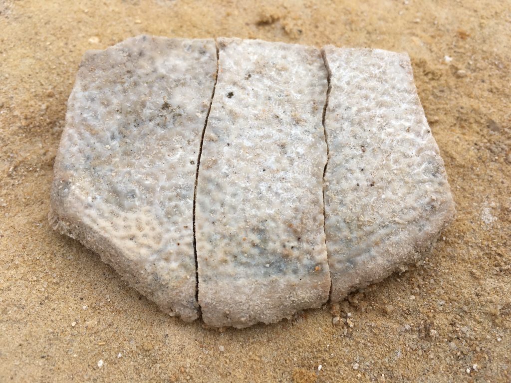 Softshell turtle fragment