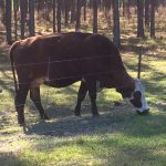 Cow grazing near the dig.