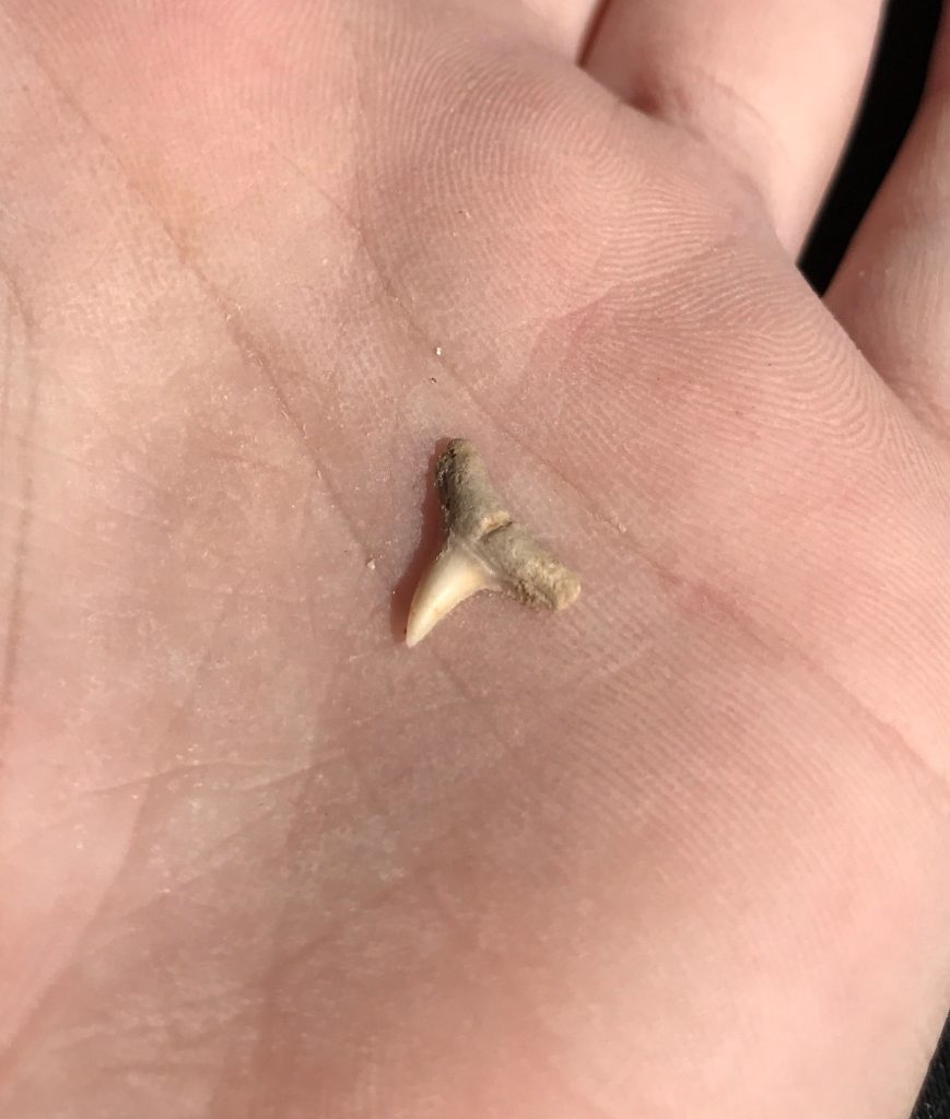 tiny shark’s tooth