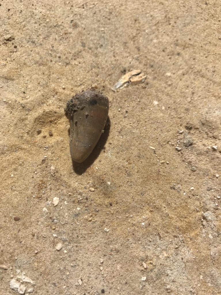 Alligator tooth