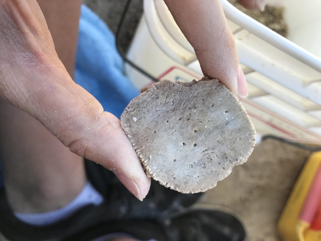 Underside of alligator osteoderm