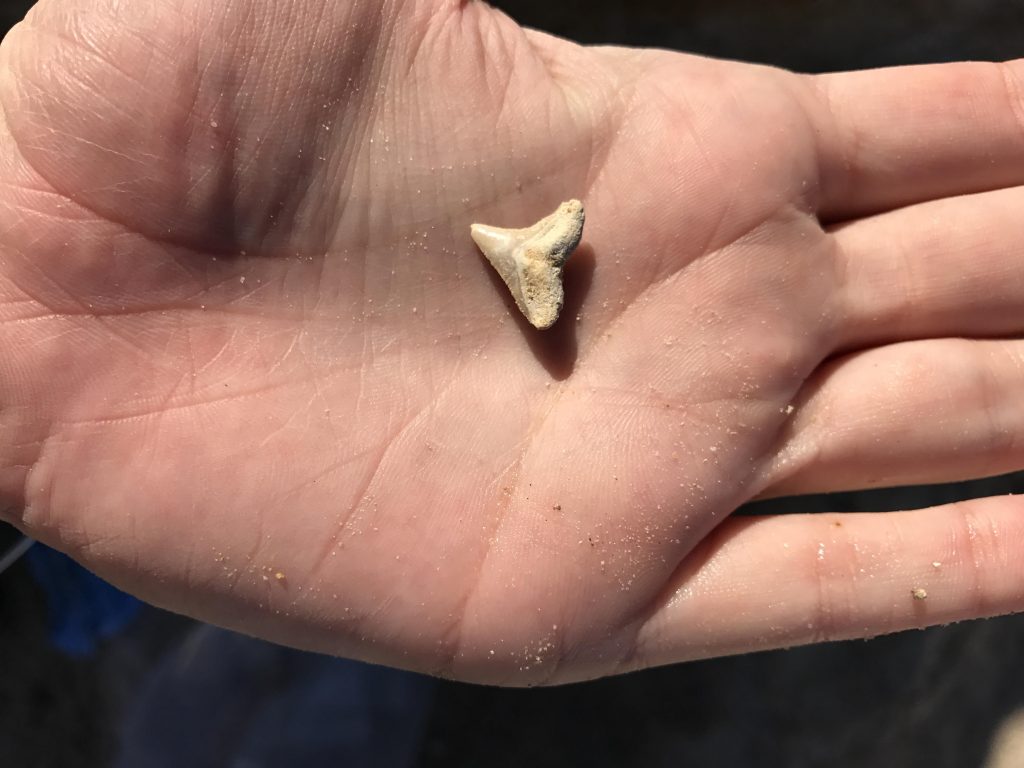 Shark tooth