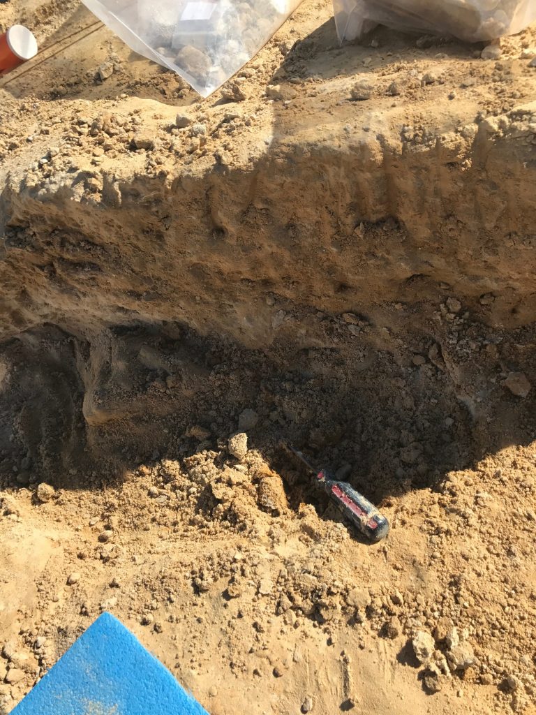 Fragments and larger turtle fossil parts