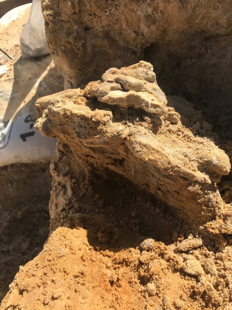 Fragments and larger turtle fossil parts