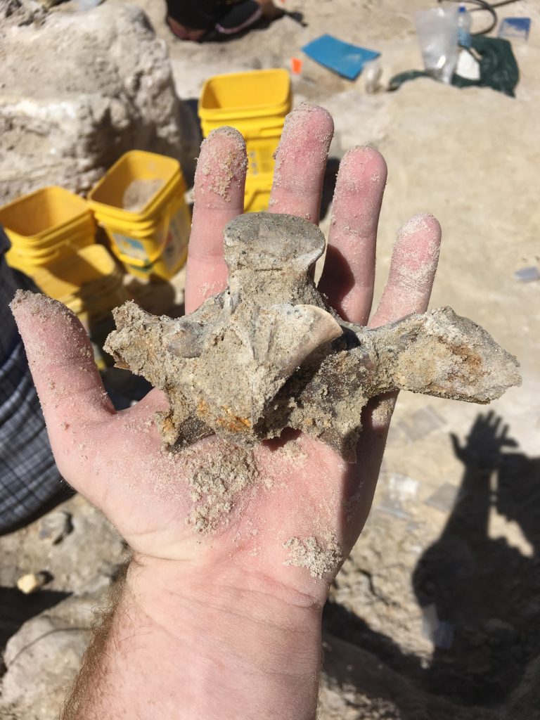 Alligator vertebra