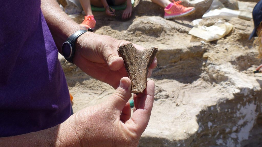 partial deer antler