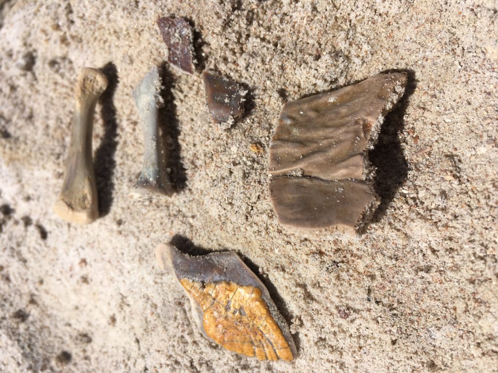 Fish and turtle fossils