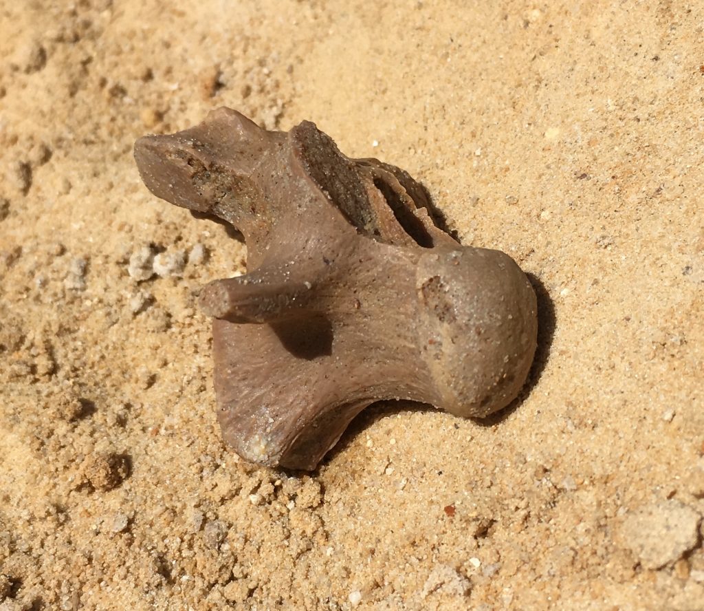 Alligator vertebra