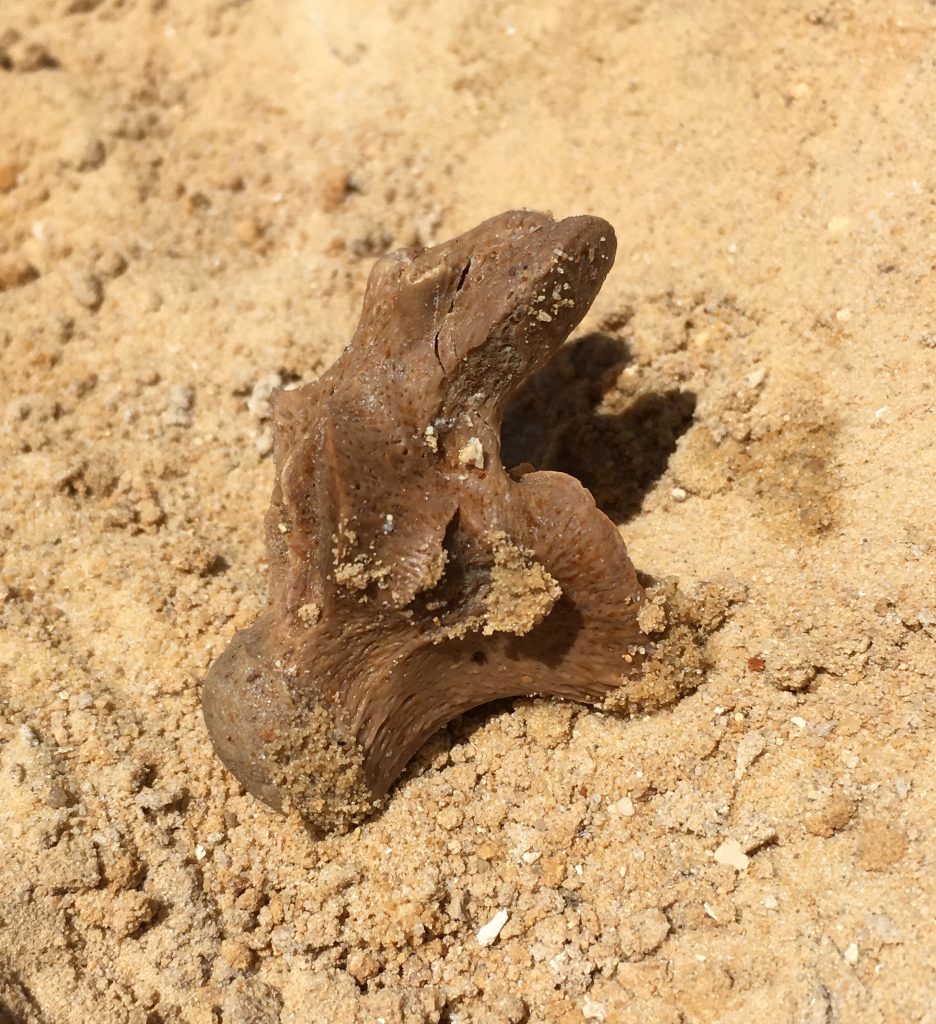 Alligator vertebra