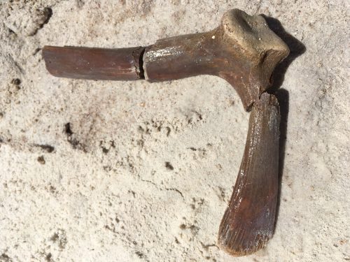 Snapping turtle scapula Snapping turtle scapula