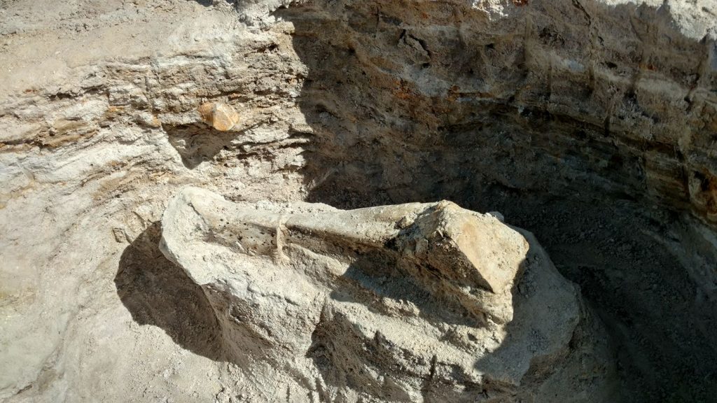 Gomphothere tibia
