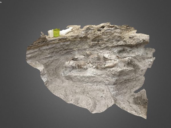 Photogrammetry screen shot of fossil at Montbrook.