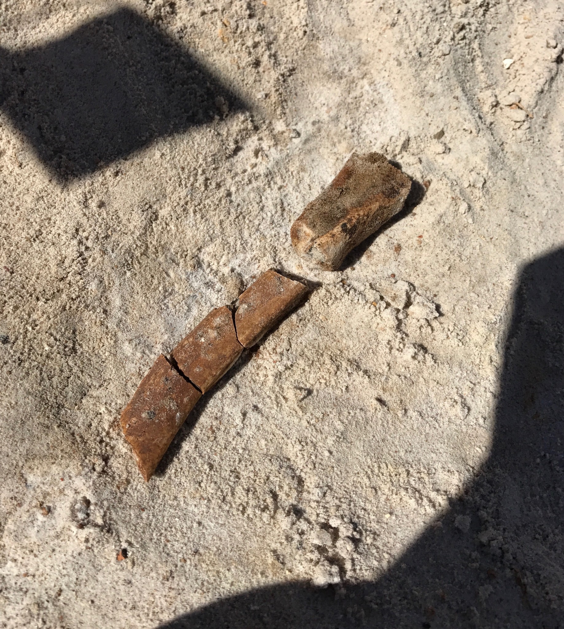 montbrook fossil site