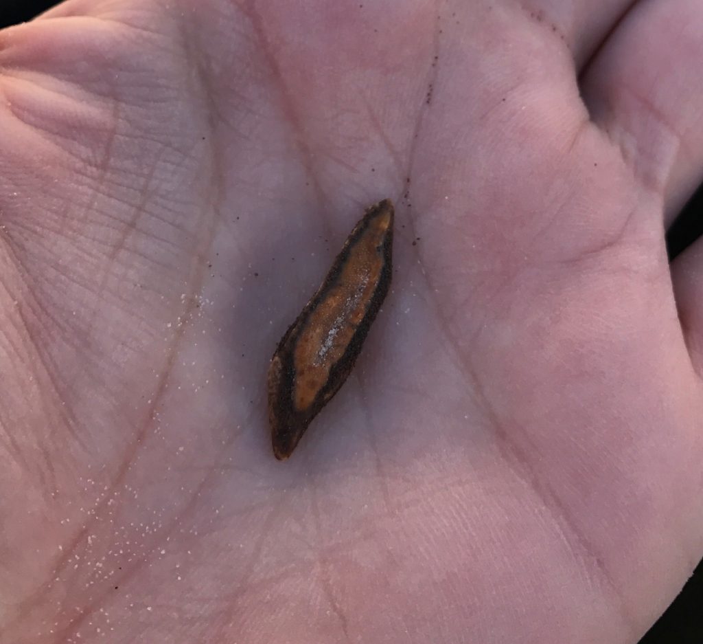 Small fossil discovery at Montbrook.