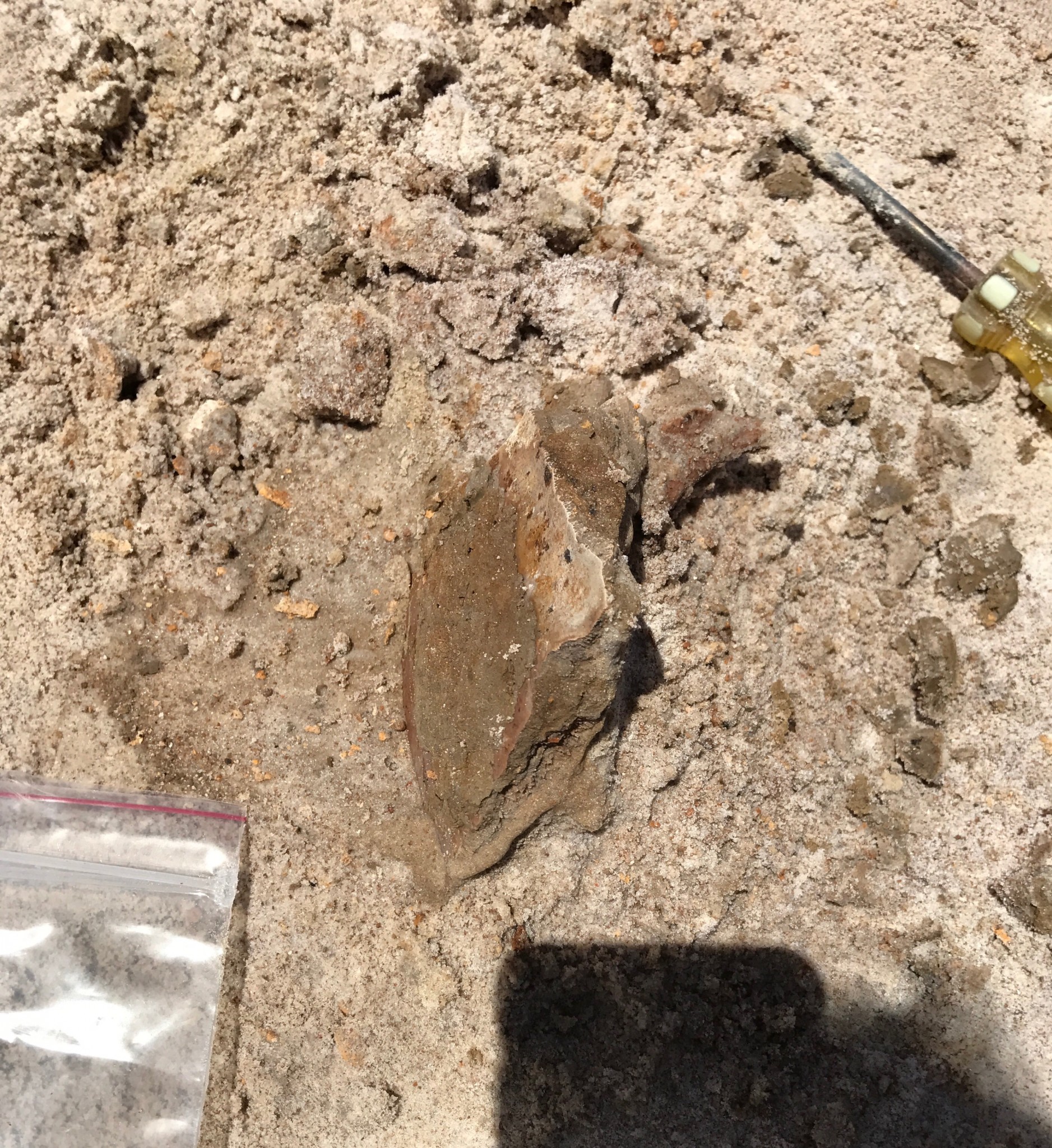 montbrook fossil site