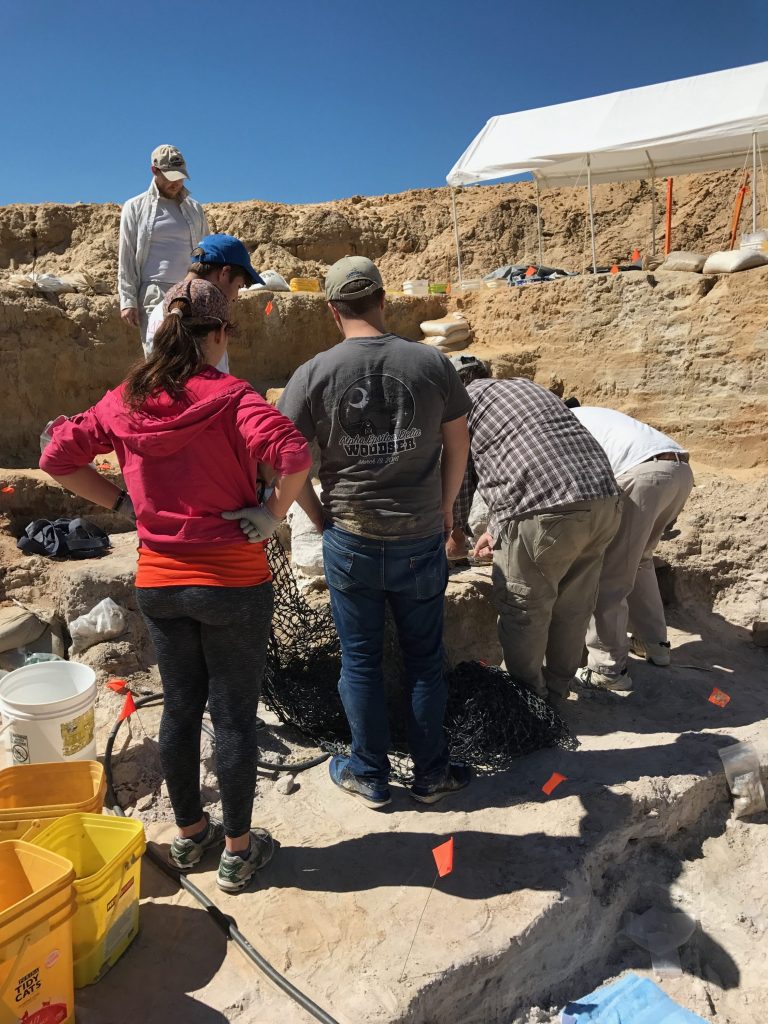 people working on alligator fossil