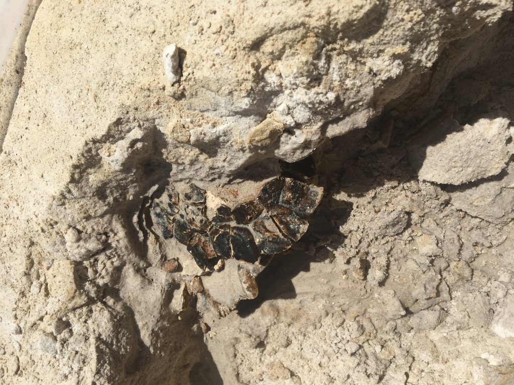 fossil turtle shell in dirt