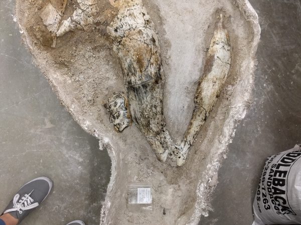 Gomphothere mandibles prep work.