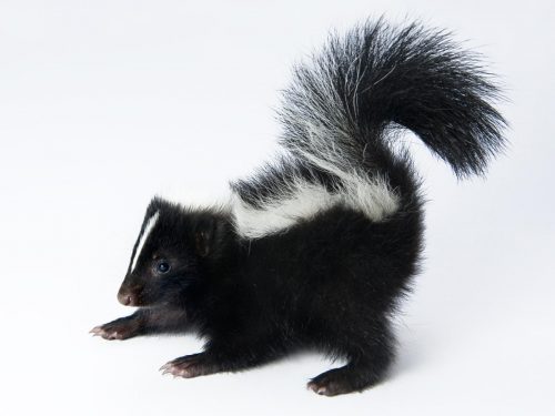 Skunk photo