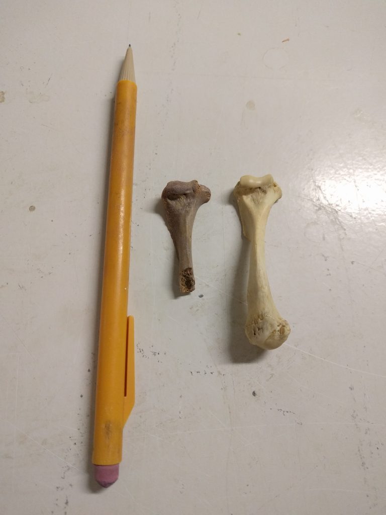 Comparing two bones, modern and fossil