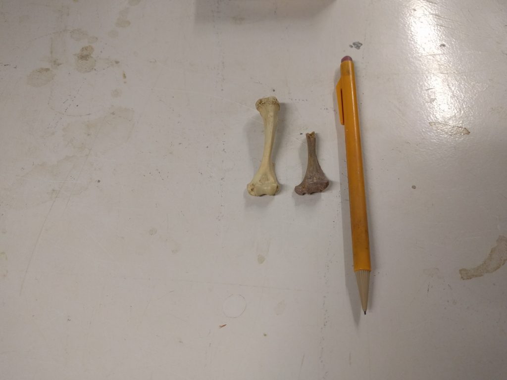 Comparing two bones, modern and fossil