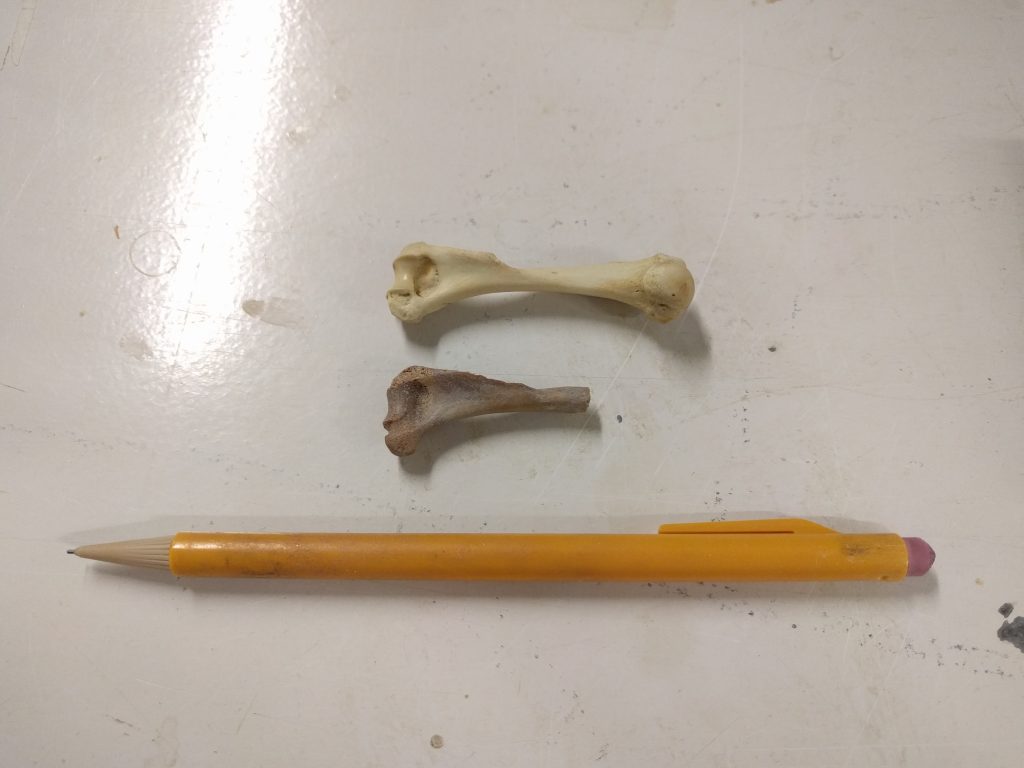 Comparing two bones, modern and fossil