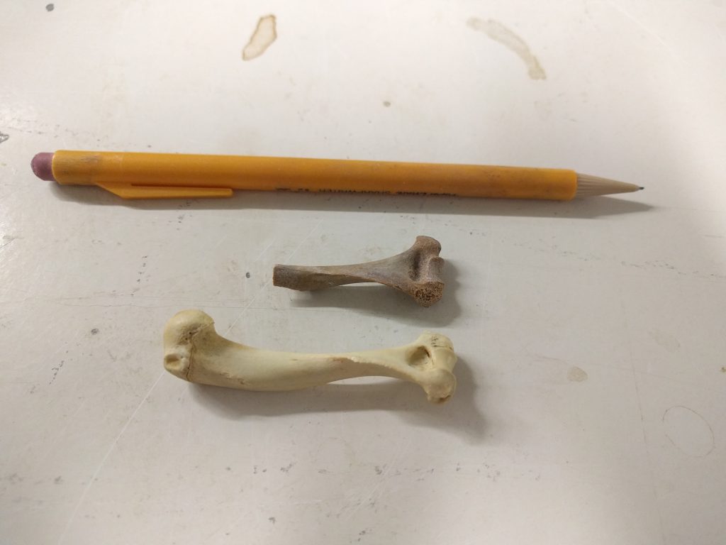 Comparing two bones, modern and fossil