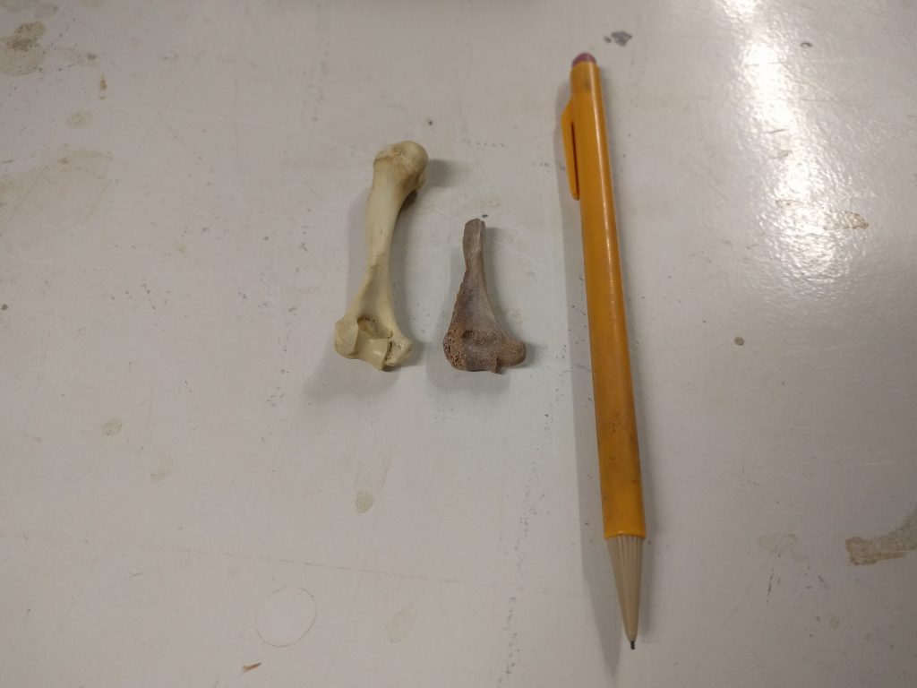 Comparing two bones, modern and fossil