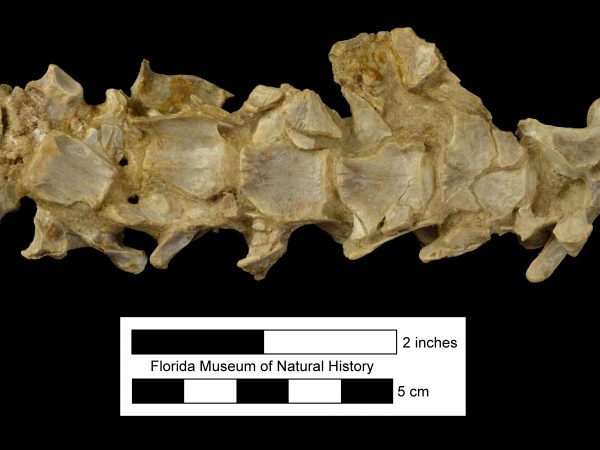 fossil vertebral column