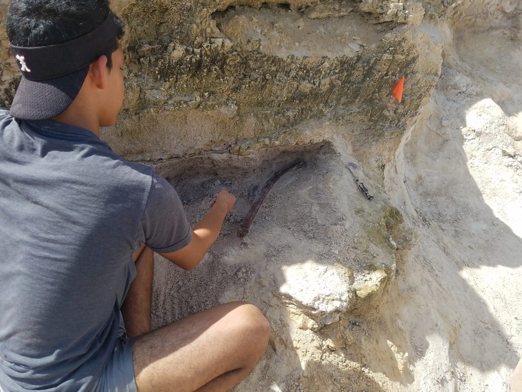 Fabrizio Menezes excavating gomphothere rib