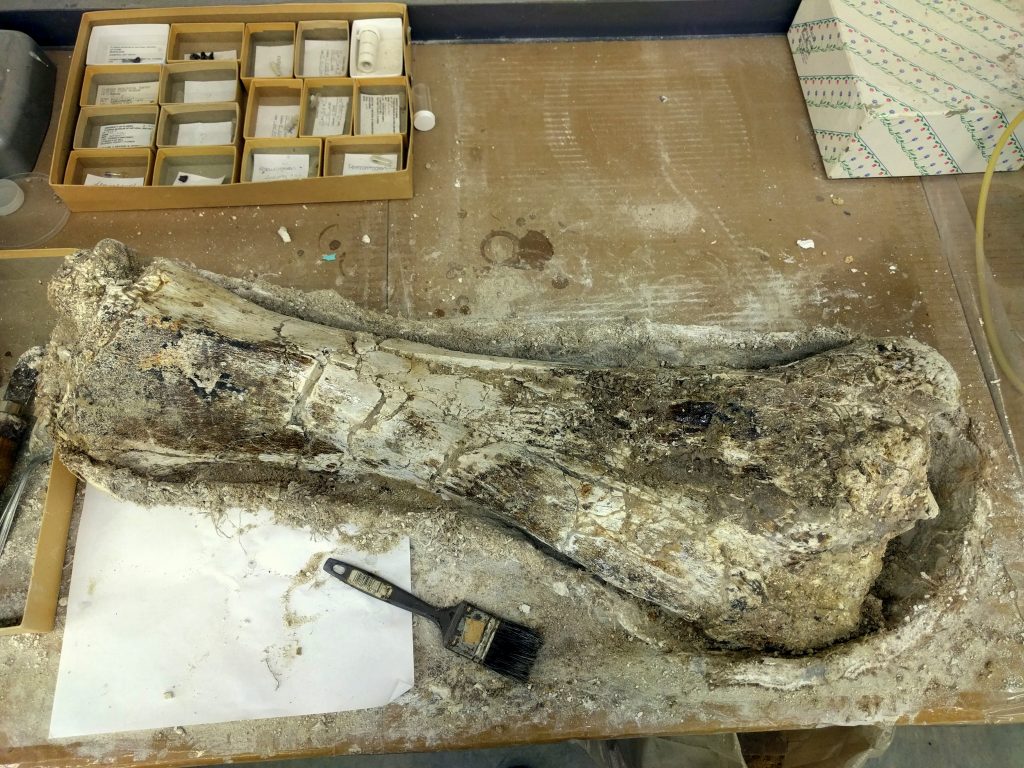 Gomphothere limb bone in prep.