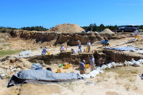 Site at beginning of Fall 2017 field season. Florida Museum photo by Margaret Messineo.