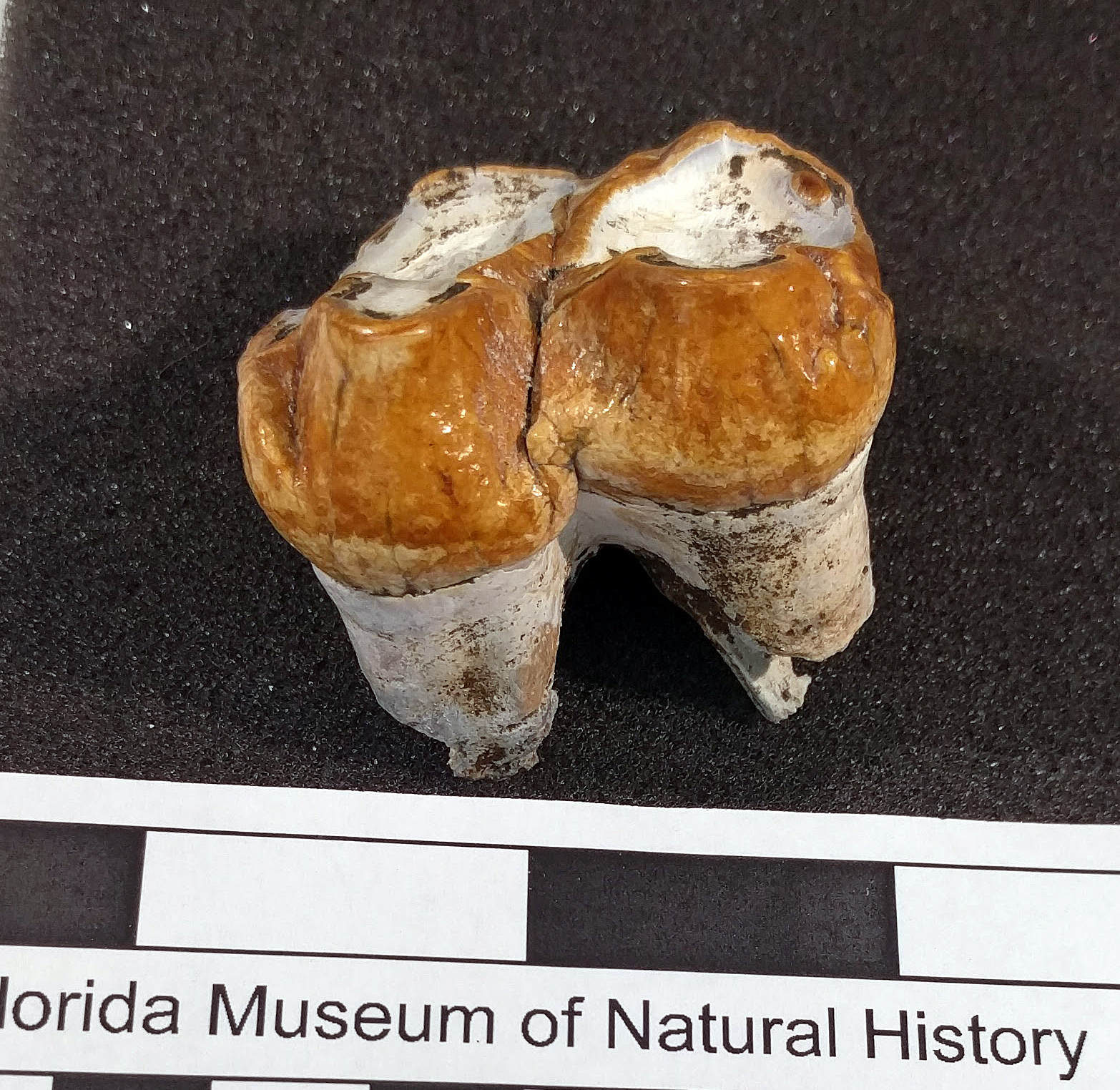 montbrook fossil site