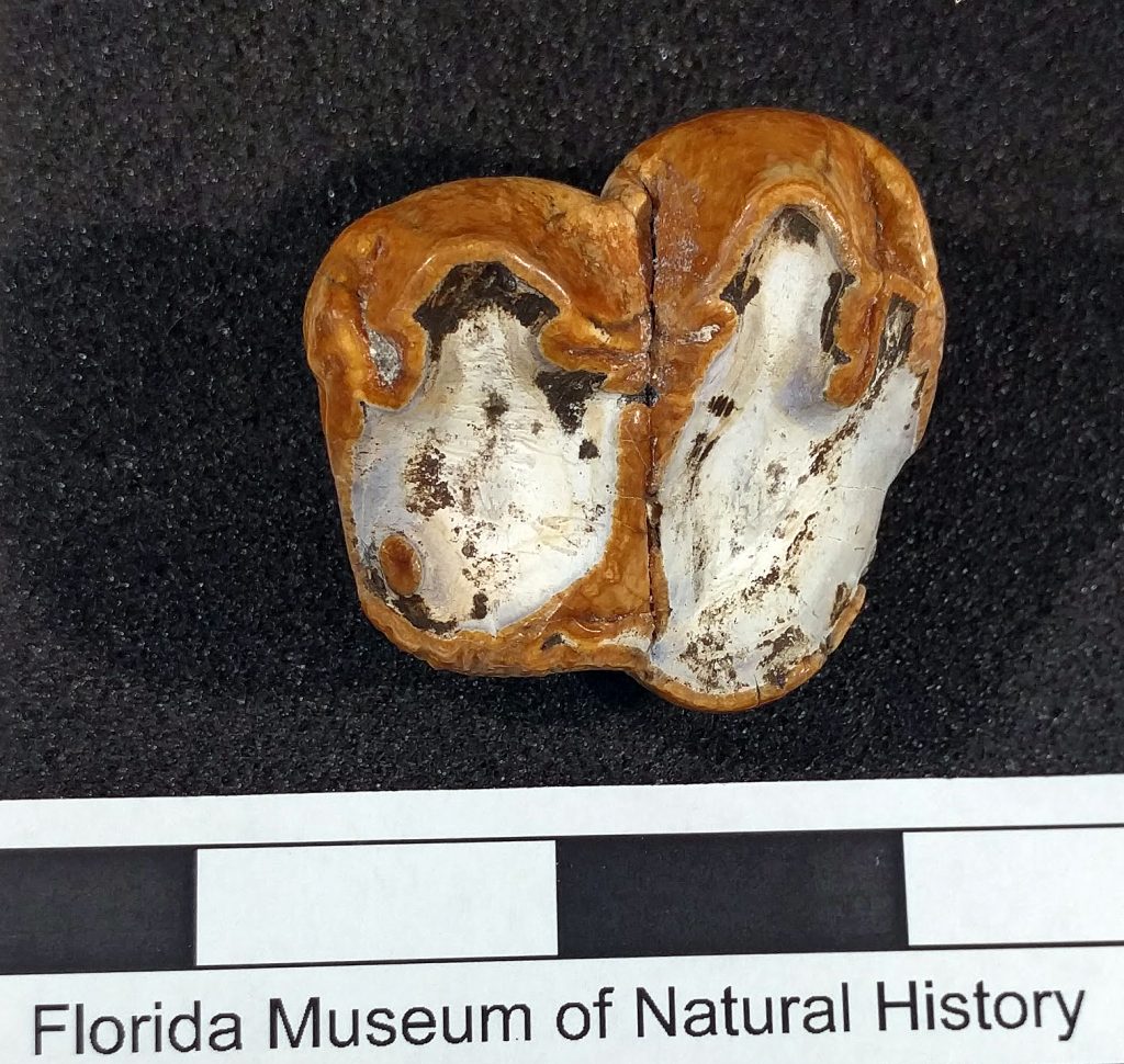 montbrook fossil dig